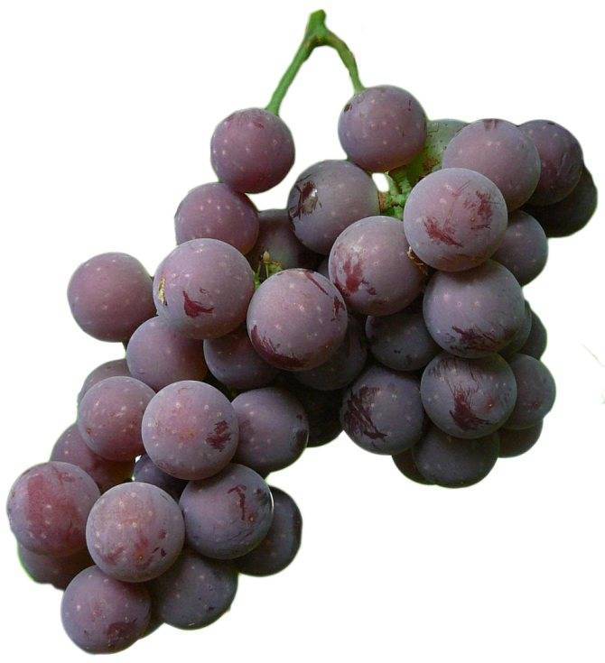 Виноград, Лидия 
